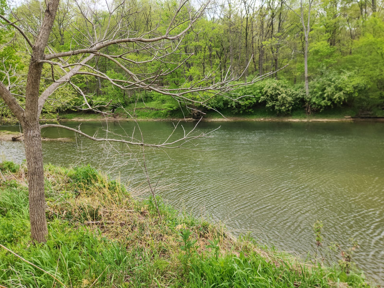 Floyds Fork flows through a spring-green Kentucky creek corridor with wooded banks and shallow current.