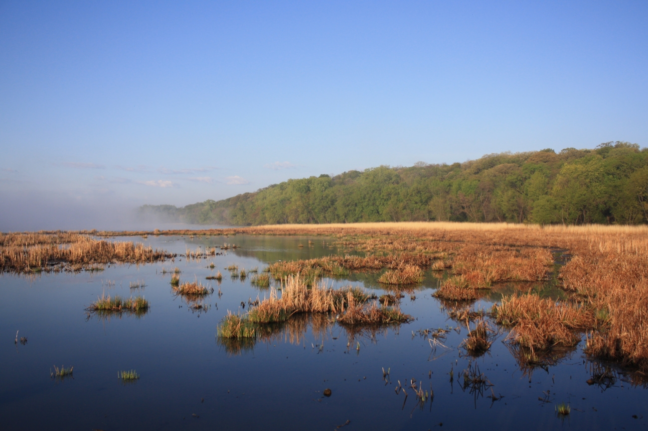 Brown marsh grasses and calm water fill a broad river-edge wetland below a wooded bluff.