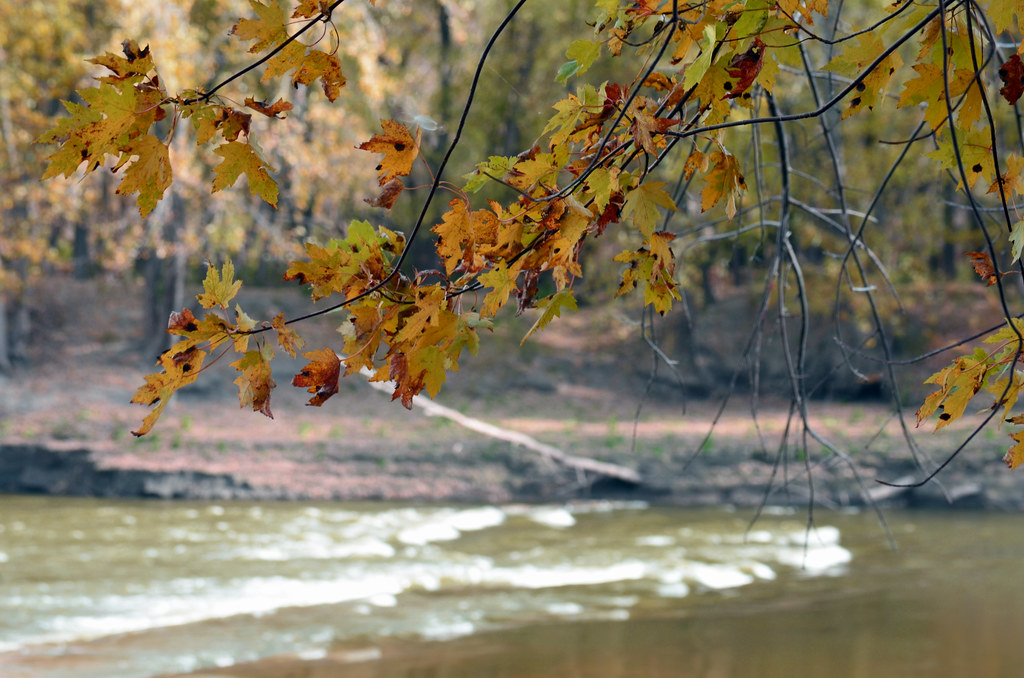 Autumn leaves hang above the Minnesota River at Carver Rapids, with shallow current moving past wooded banks.