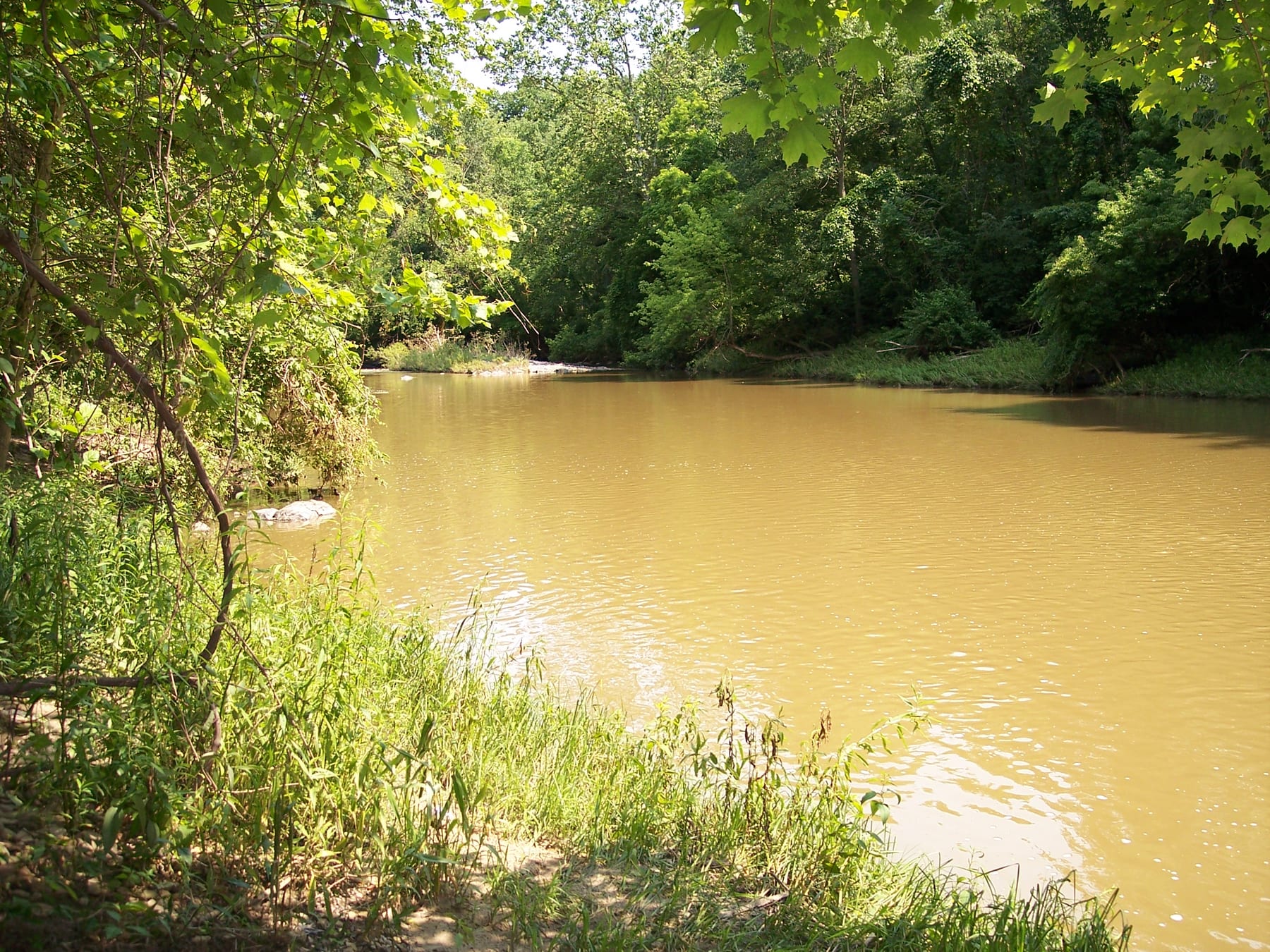 The Vermilion River bends through dense summer woods at Schoepfle Garden Metropark near Birmingham.